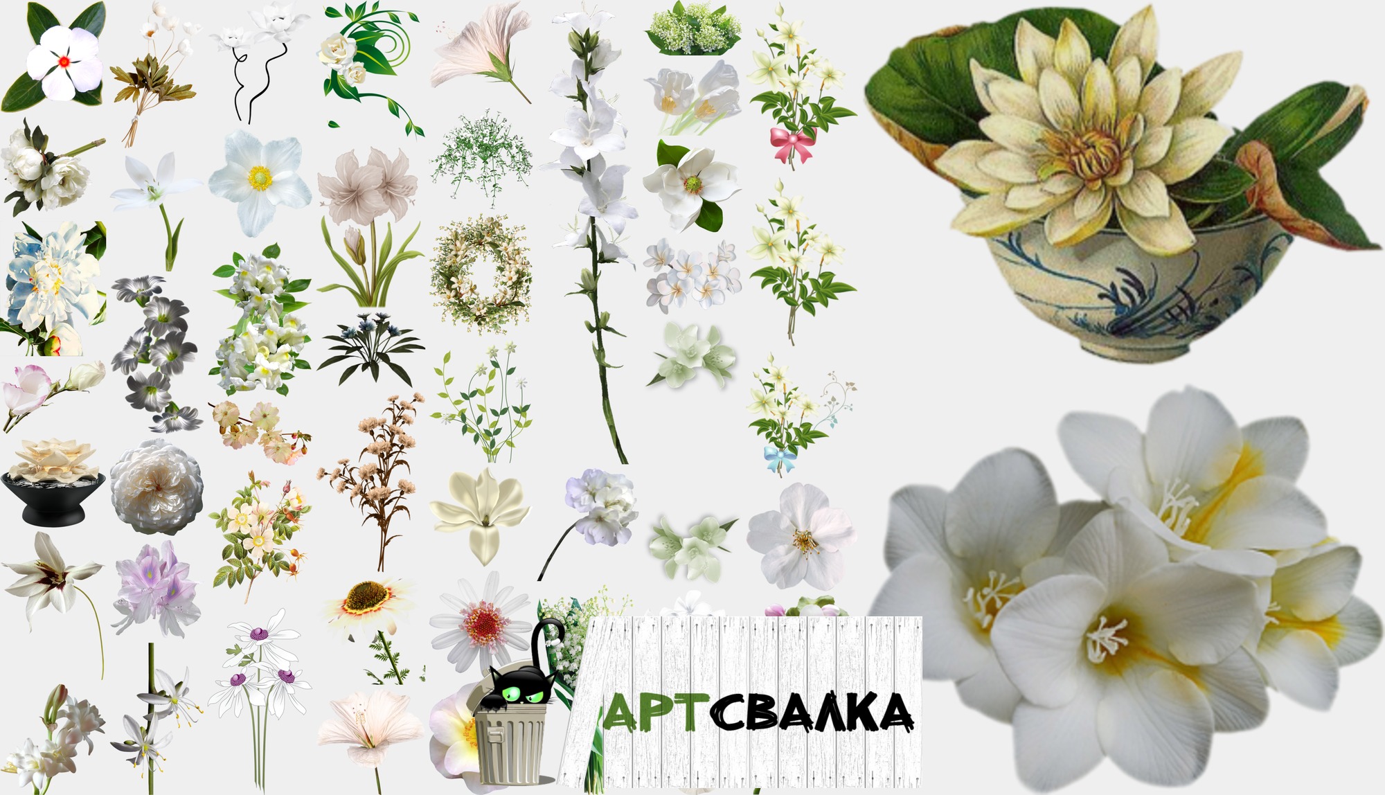 Белые цветы на прозрачном фоне. Часть 3 | White flowers on a transparent background. Part 3